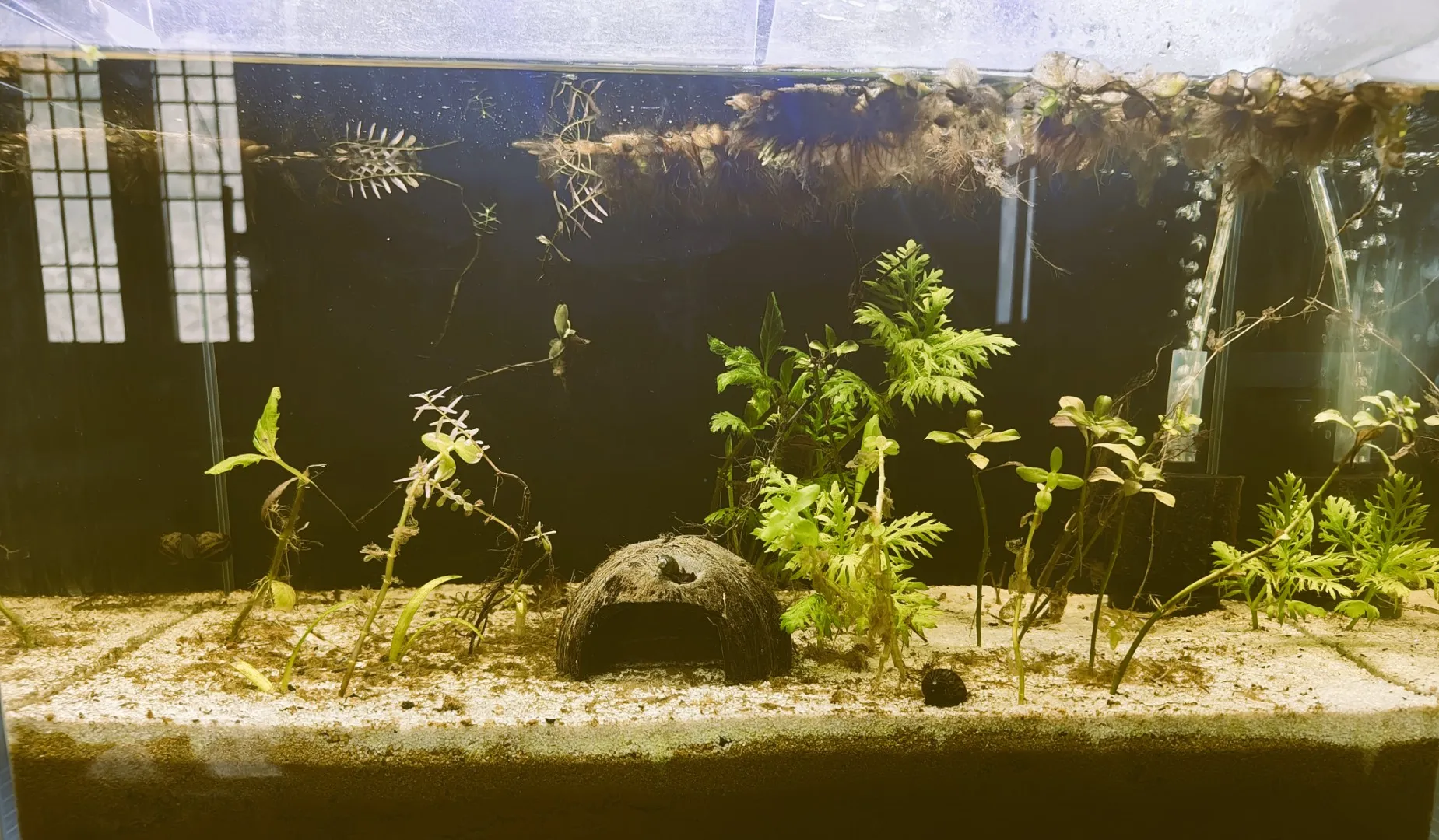 this is how it looked after 2 week return