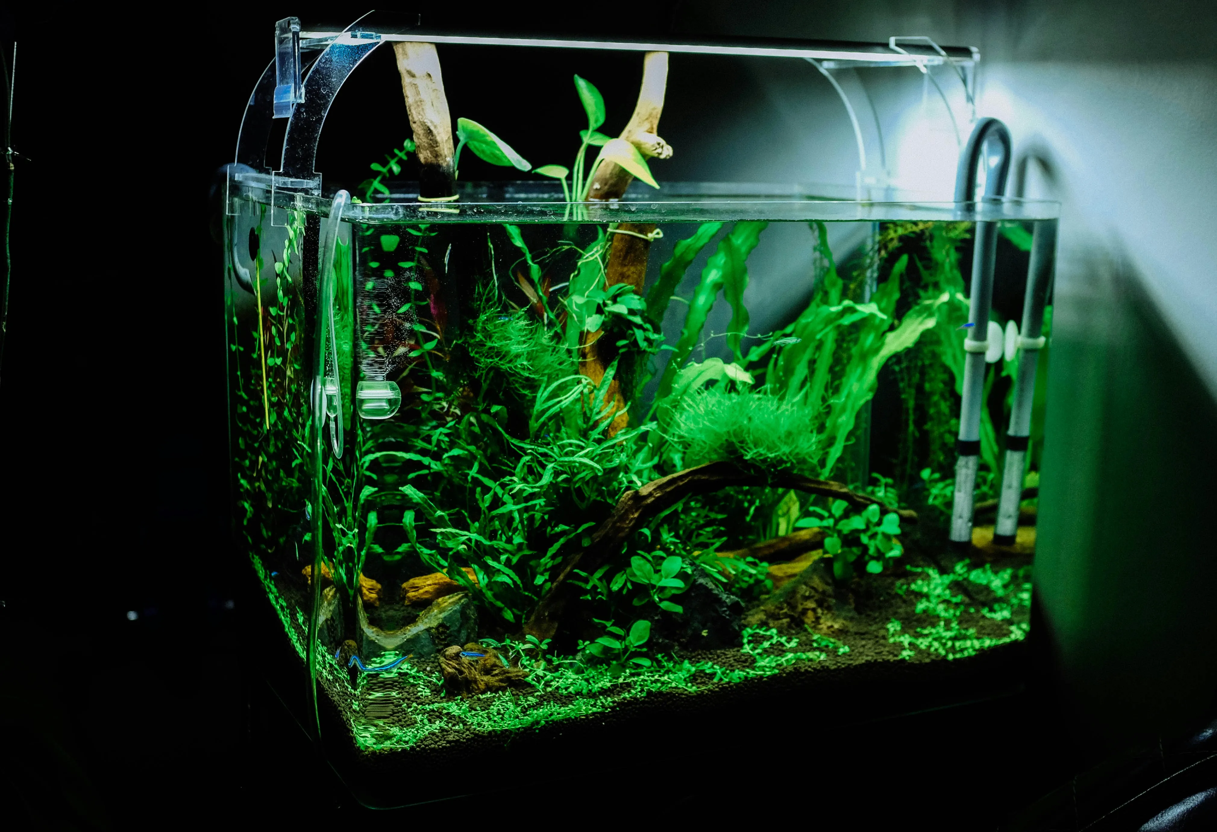 an example of a planted aquarium
