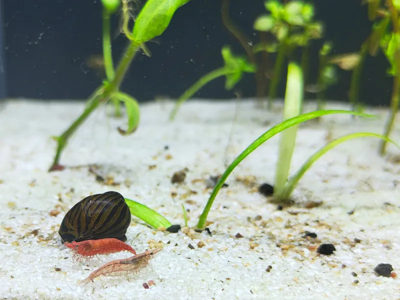 Beautiful nerite snails & Cherry Shrimp