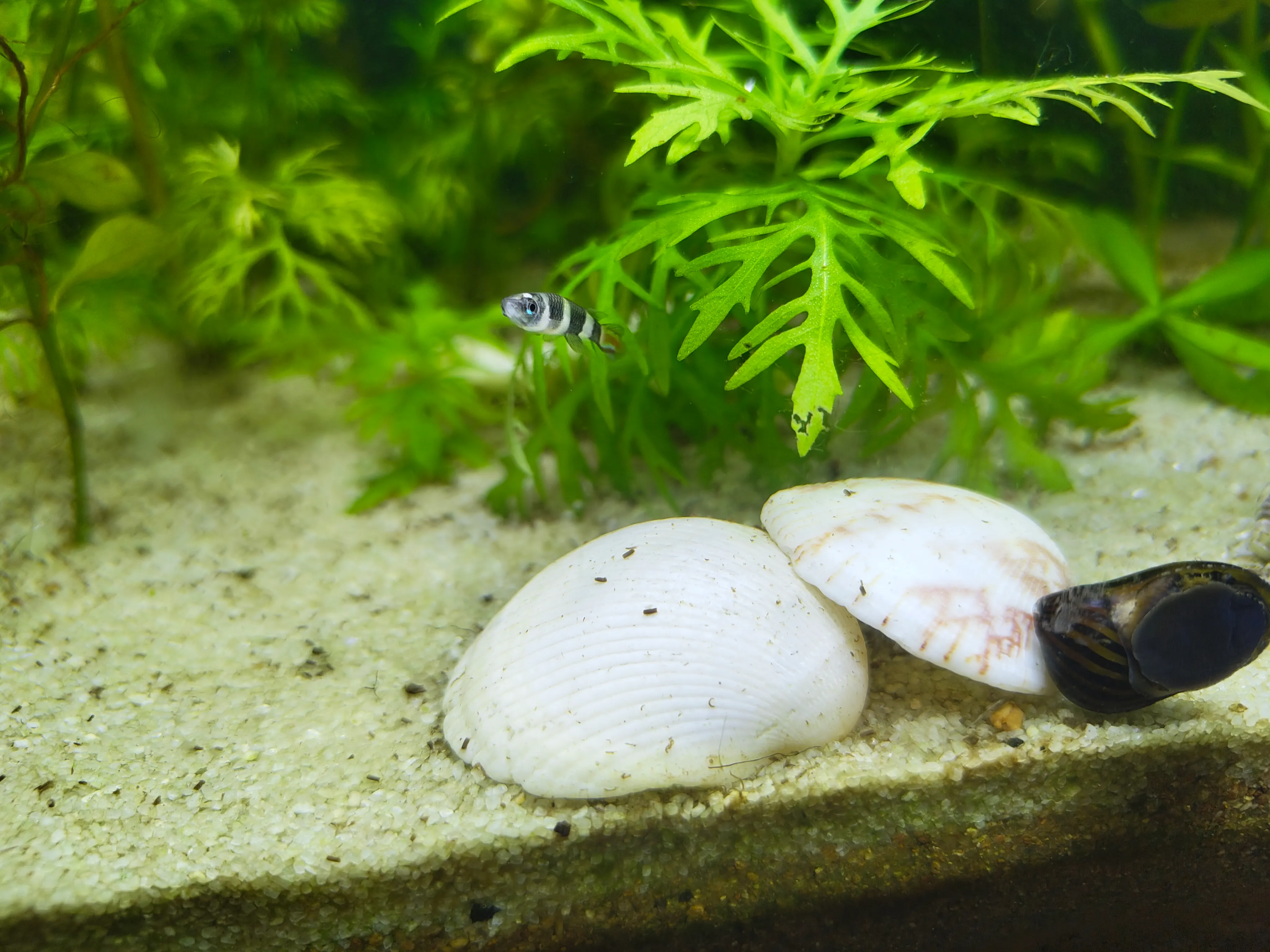 Beautiful planted aquarium with natural driftwood, green carpeting plants, and colorful fish swimming in a well-established Walstad method tank